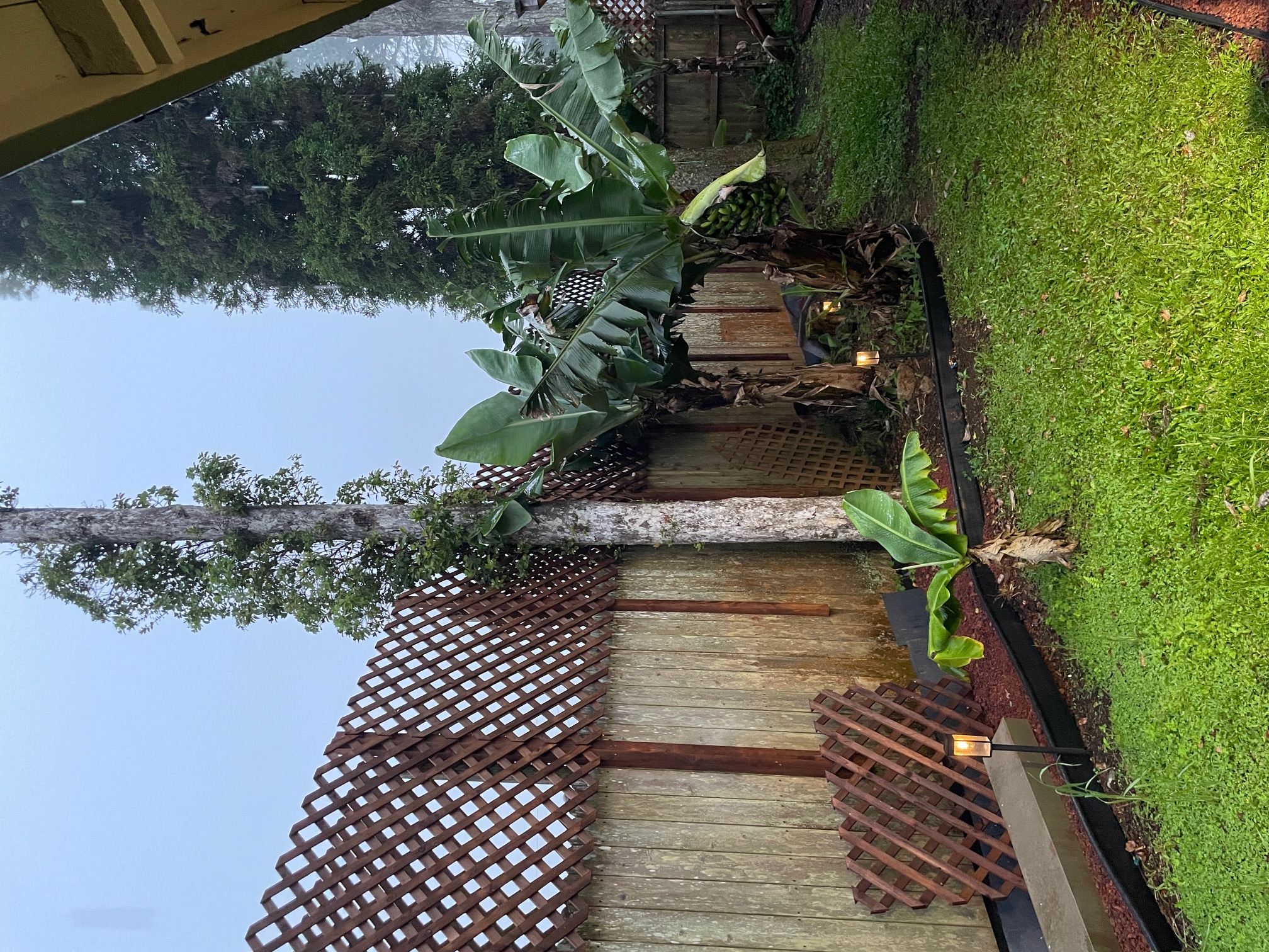 Banana trees & lilikoi